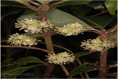 Litsea ghatica